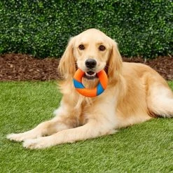 Chuckit! Ultra Ring Fetch Dog Toy -Cheap Petmate Store 145395 PT1. SY630 V1545251843