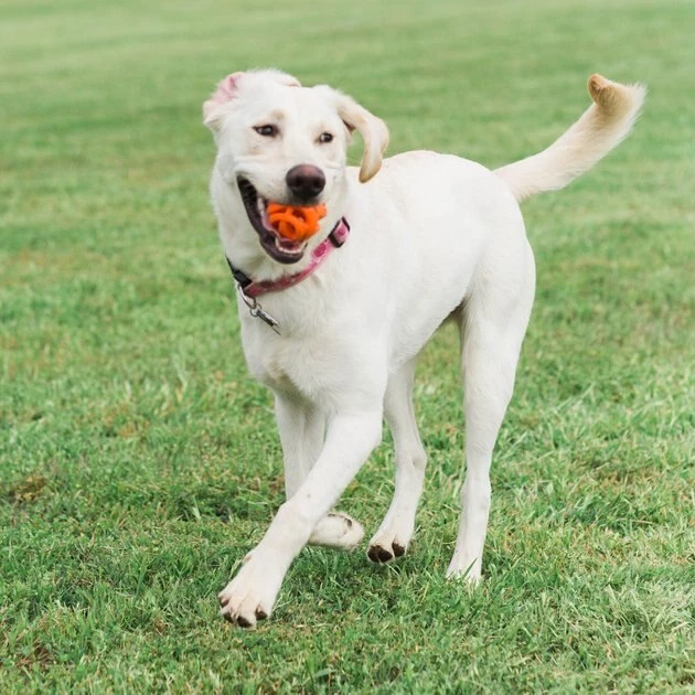 Chuckit! Air Fetch Ball Dog Toy 4 Chuckit! Air Fetch Ball Dog Toy - Image 2