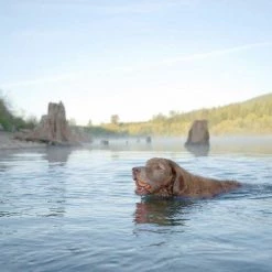 PetHonesty||Chuckit! PetHonesty 10-for-1 Chicken Flavored Soft Chews Multivitamin for Dogs + Chuckit! Ultra Rubber Ball Tough Toy -Cheap Petmate Store 365475 PT8. SY630 V1644022297