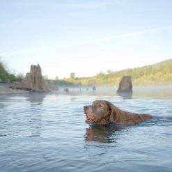 Chuckit! Ultra Rubber Ball Tough Dog Toy -Cheap Petmate Store 53234 PT4. SY630 V1531445228