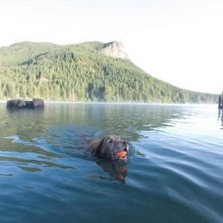 Chuckit! Ultra Rubber Ball Tough Dog Toy -Cheap Petmate Store 53234 PT5. SY630 V1531445229