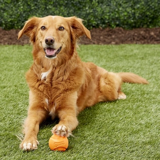 Chuckit! Fetch Ball Dog Toy, Color Varies 4 Chuckit! Fetch Ball Dog Toy, Color Varies - Image 2