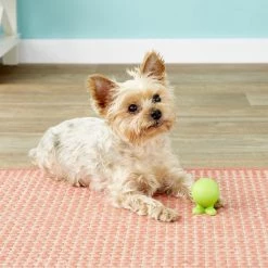 JW Pet Good Cuz Dog Toy, Color Varies -Cheap Petmate Store 53318 PT4. SY630 V1530540124