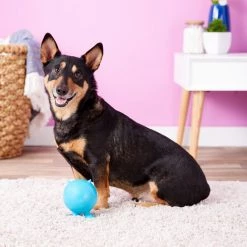 JW Pet Bad Cuz Dog Toy, Color Varies -Cheap Petmate Store 53321 PT2. SY630 V1531445842