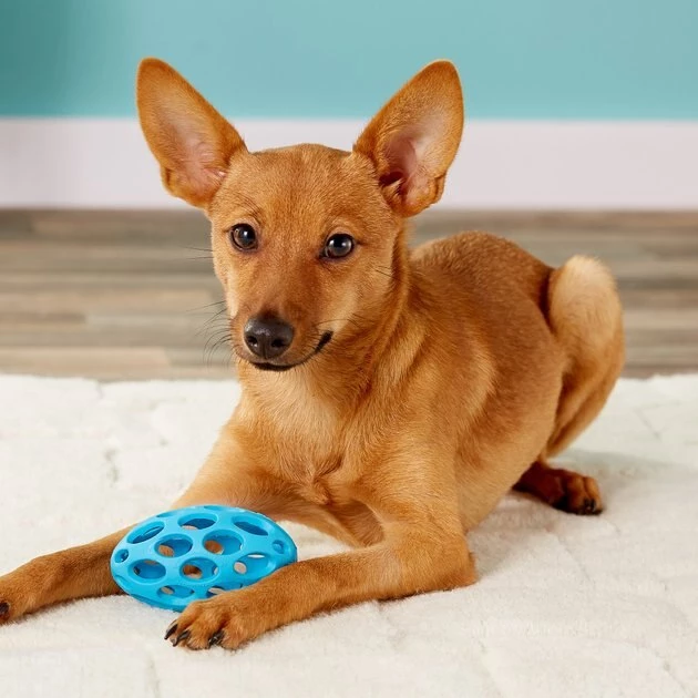 JW Pet Hol-ee Football Dog Toy, Color Varies 4 JW Pet Hol-ee Football Dog Toy, Color Varies - Image 2