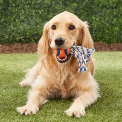 Chuckit! Ultra Toss Ball Tough Dog Toy -Cheap Petmate Store 64746 PT2. SY630 V1548968038