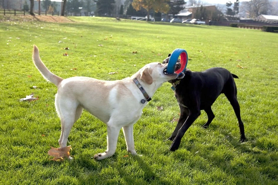 Chuckit! Fetch Wheel Dog Toy 4 Chuckit! Fetch Wheel Dog Toy - Image 2