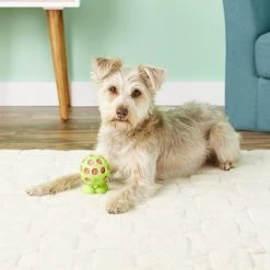 JW Pet Hol-ee Cuz Dog Toy, Color Varies -Cheap Petmate Store 70983 PT4. SY630 V1530911562