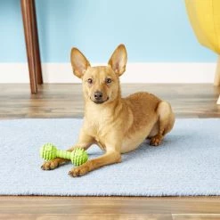 JW Pet Chompion Dog Toy, Color Varies -Cheap Petmate Store 71024 PT4. SY630 V1531507051