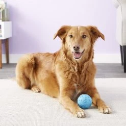 JW Pet Giggler Ball Squeaky Dog Toy, Color Varies 12 JW Pet Giggler Ball Squeaky Dog Toy, Color Varies -Cheap Petmate Store 71035 PT4. SY630 V1531507366