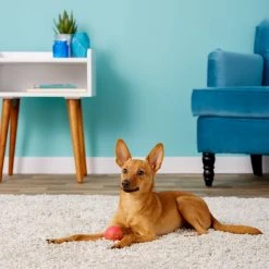 JW Pet iSqueak Ball Dog Toy, Color Varies -Cheap Petmate Store 71041 PT1. SY630 V1534452152