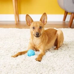 Cheap Petmate Store -Cheap Petmate Store 71049 PT1. SY630 V1548967404