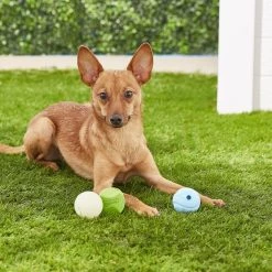 Chuckit! Fetch Ball Medley Triple Pack Dog Toy -Cheap Petmate Store 80967 PT5. SY630 V1530912135