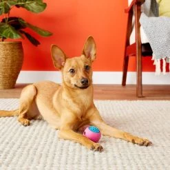 JW Pet Grass Ball Dog Toy, Color Varies -Cheap Petmate Store 81017 PT5. SY630 V1531517558