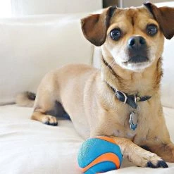 Chuckit! Ultra Squeaker Ball Tough Dog Toy -Cheap Petmate Store 90032 PT3. SY630 V1493329317