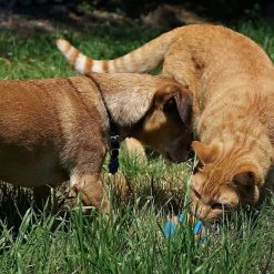 Chuckit! Ultra Squeaker Ball Tough Dog Toy -Cheap Petmate Store 90032 PT4. SY630 V1493329315