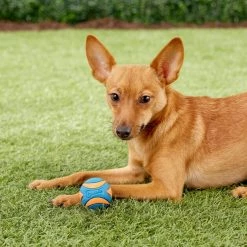 Chuckit! Ultra Squeaker Ball Tough Dog Toy -Cheap Petmate Store 90032 PT5. SY630 V1531548448